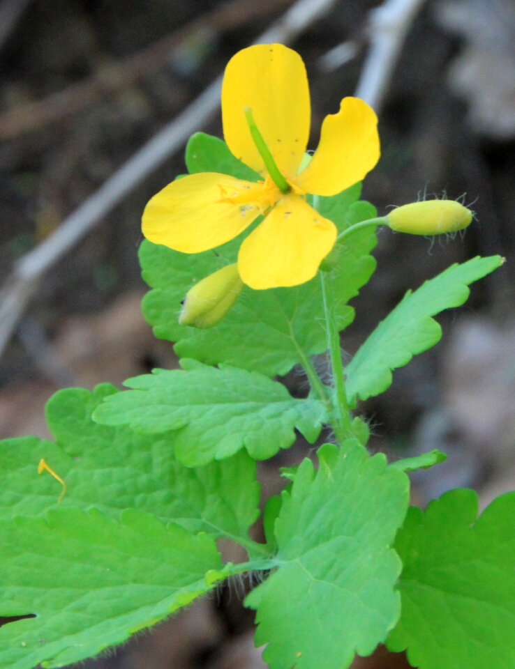 Tetterwort yellow plants