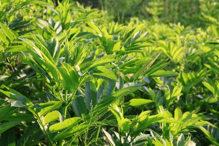 Green sambucus plants