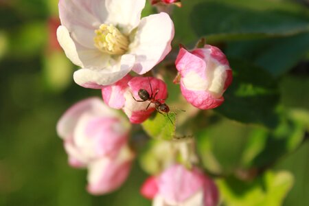 Climbing flower insects