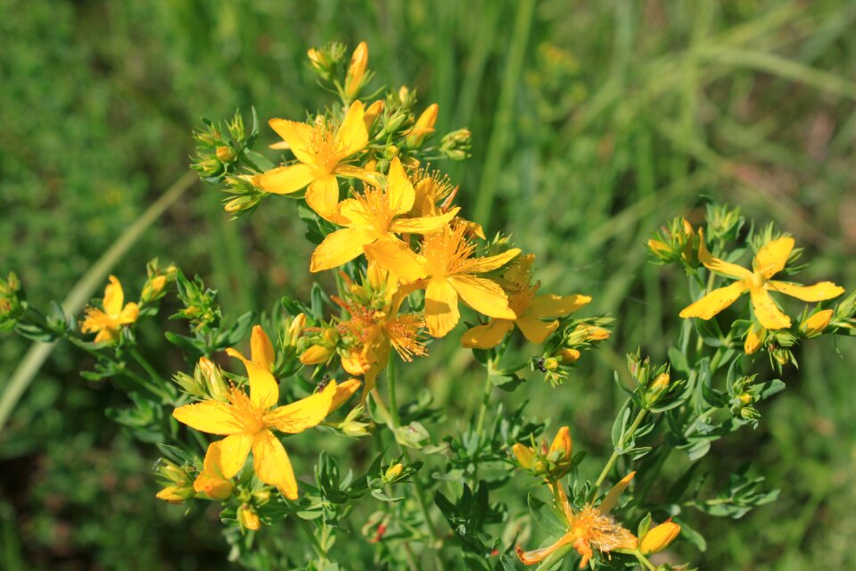 Perforatum wort yellow