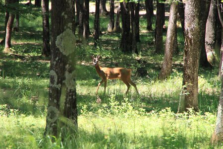 Wild young animals