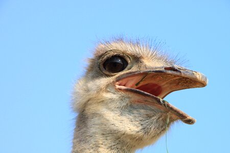 Head ostrich warming photo