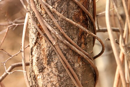 Joy old vines