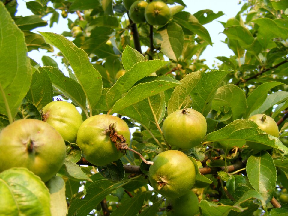 Leaves fruit health