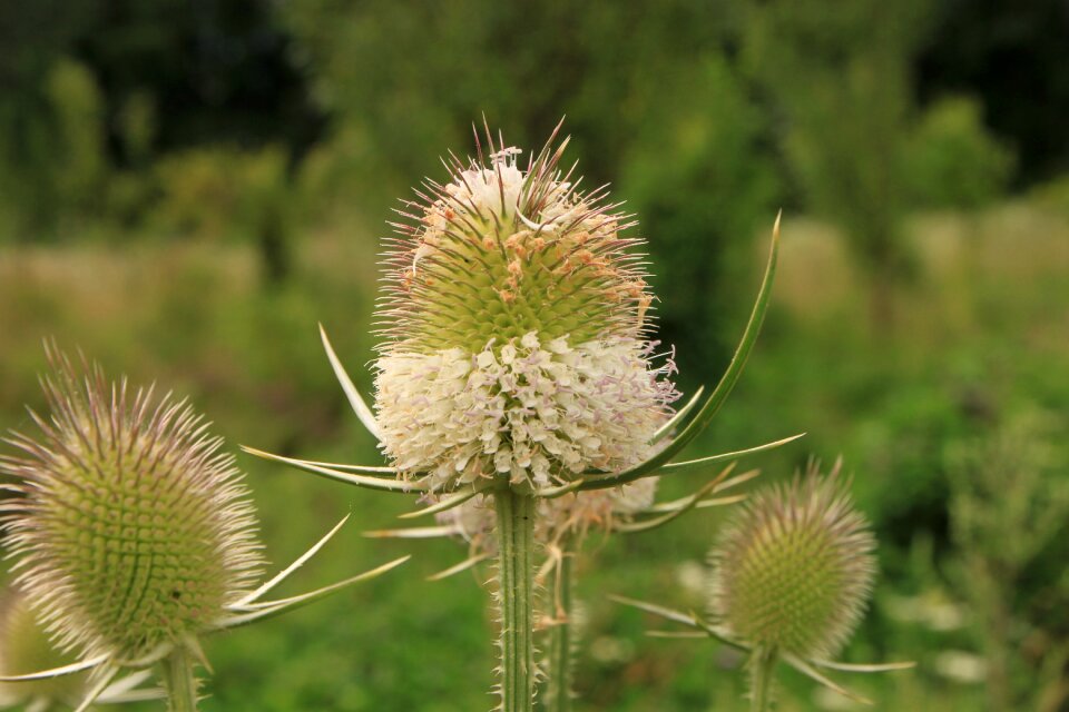 Sylvestris teasel plants