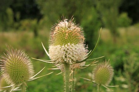 Sylvestris teasel plants