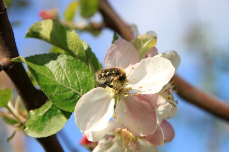 Pollinating pollination insects