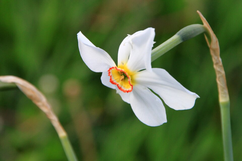 White yellow plants