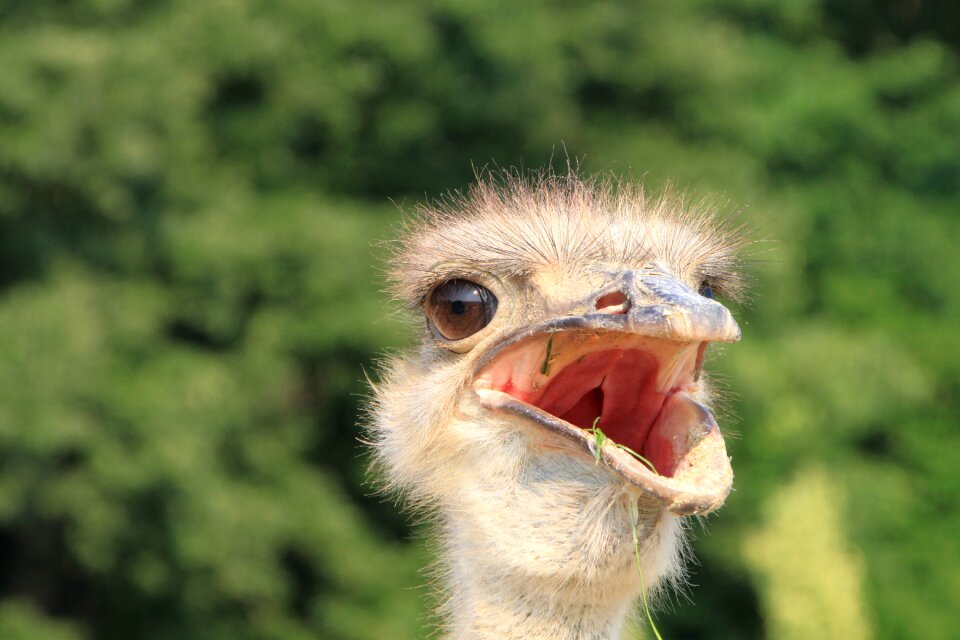 Head ostrich warming