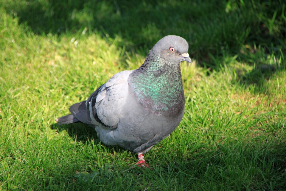 Pigeons sunny birds photo