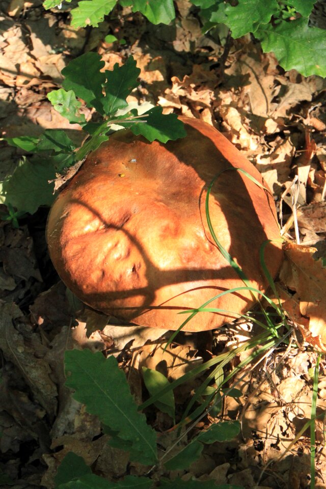 Fungus penny porcino