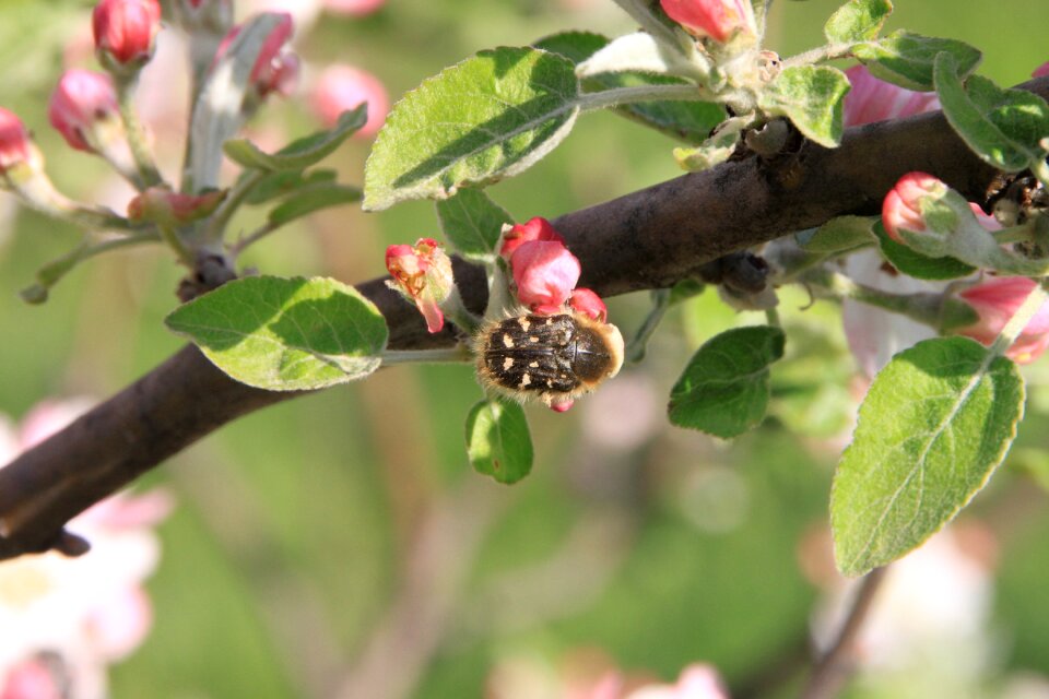 Pollinating pollination insects