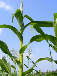 Green maze raw photo