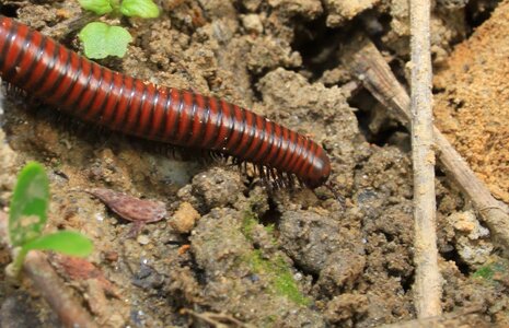 Millipedes myriapoda poisonous photo