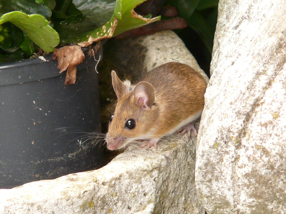 Long tail mice muridae animal