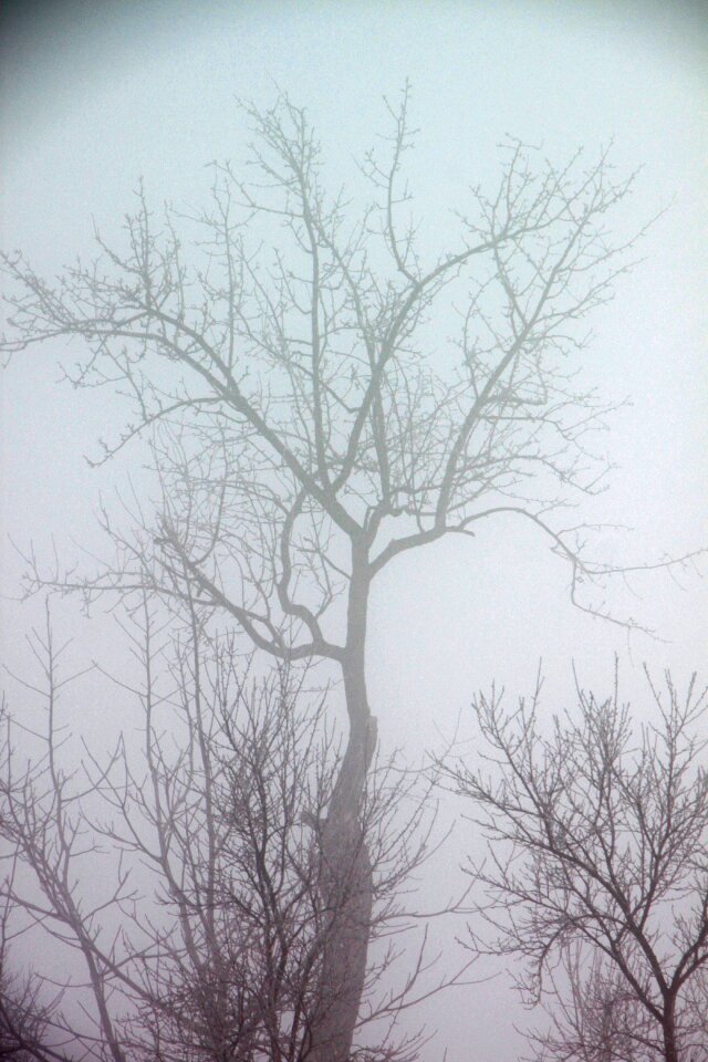 Morning snow nature
