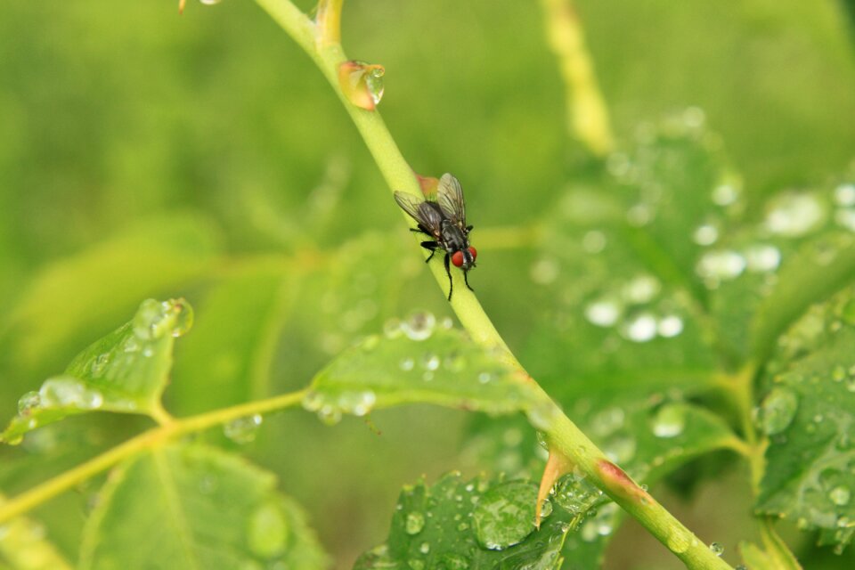 Raindrops rose stalk