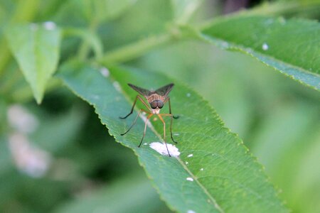 Horsefly plant sitting photo