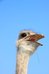 Head ostrich warming photo