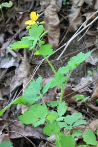 Tetterwort yellow plants