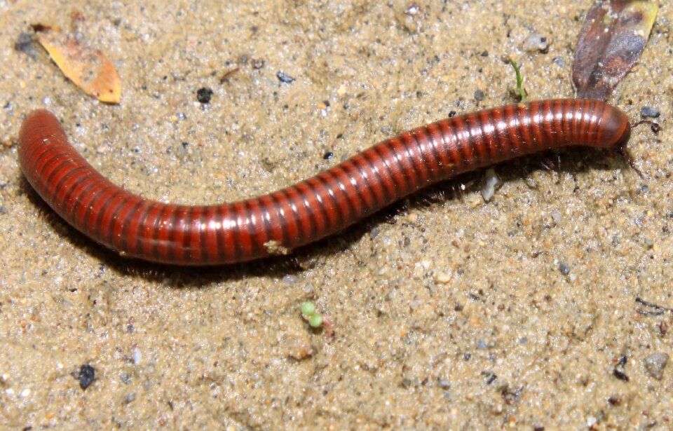 Millipedes myriapoda poisonous