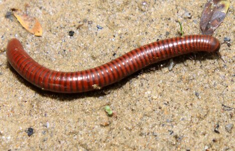 Millipedes myriapoda poisonous