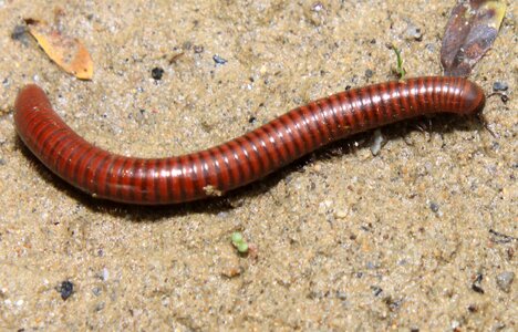 Millipedes myriapoda poisonous photo