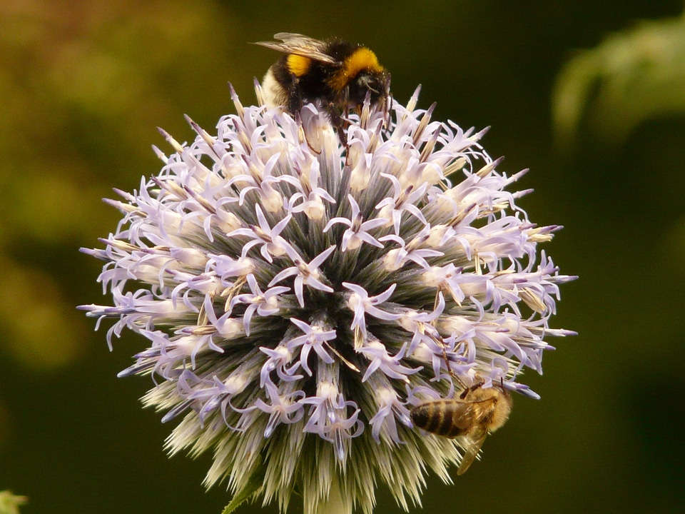 Thistle ornamental plant medicinal plant