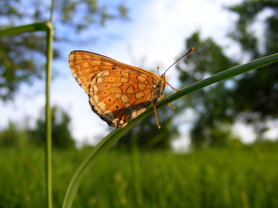 Fritillary pearl selene