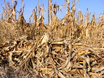 Fall field stalks photo