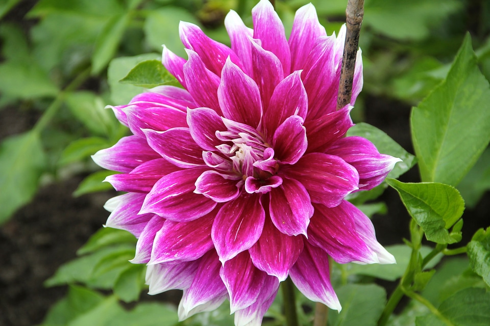 Dahlia flower garden plant
