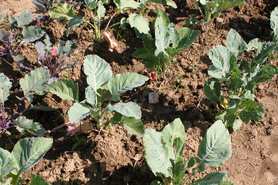 Garden green seedling