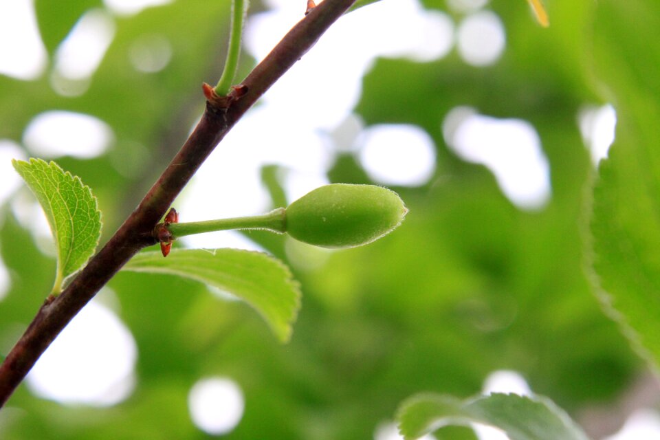 Prunus raw ripening