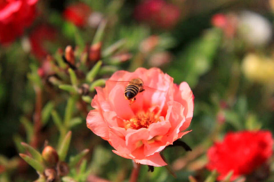 Honey insects summer