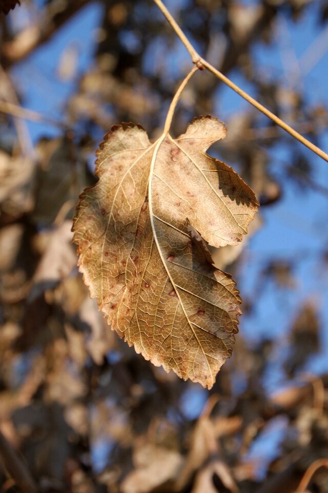 Trees autumn health