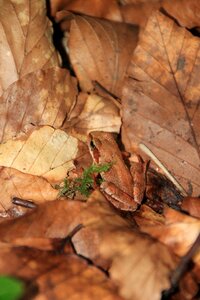 Hyla leaves linnaeus