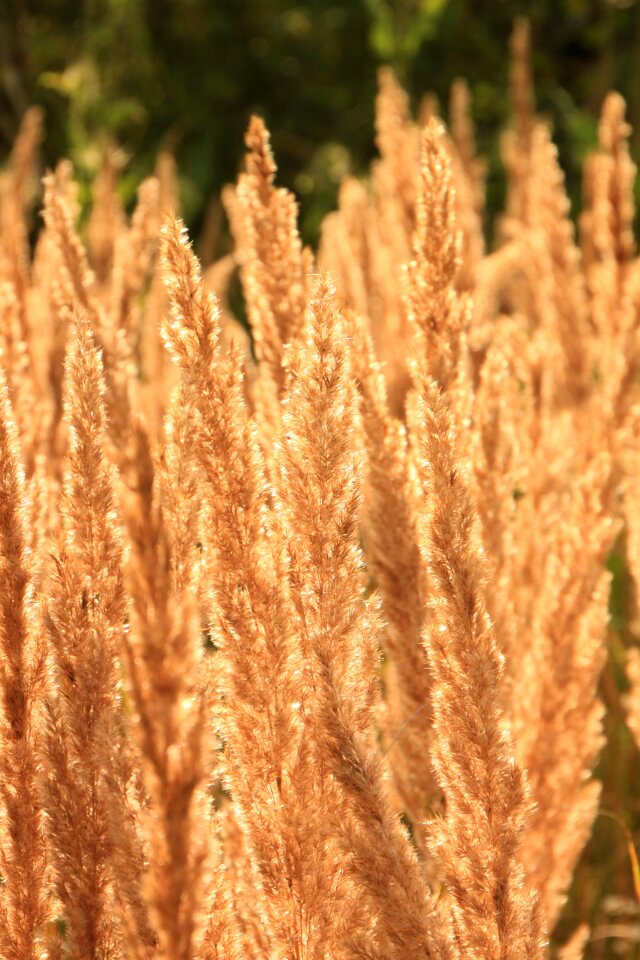 Grass sun sunlight