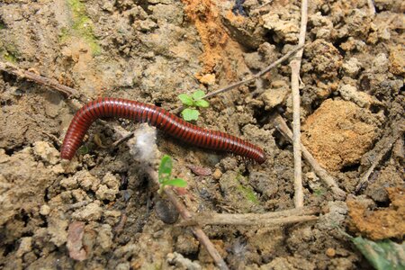 Millipedes myriapoda poisonous photo