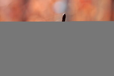 Old rusty wire