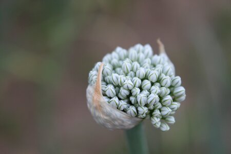 Cernuum flowers garden