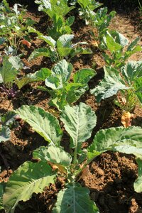 Garden green seedling