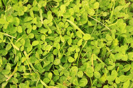 Trefoil trifolium wild