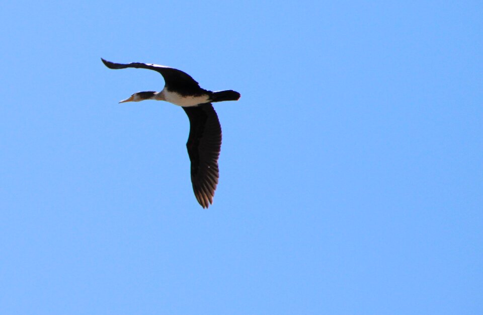 Platyrhynchos sky wild
