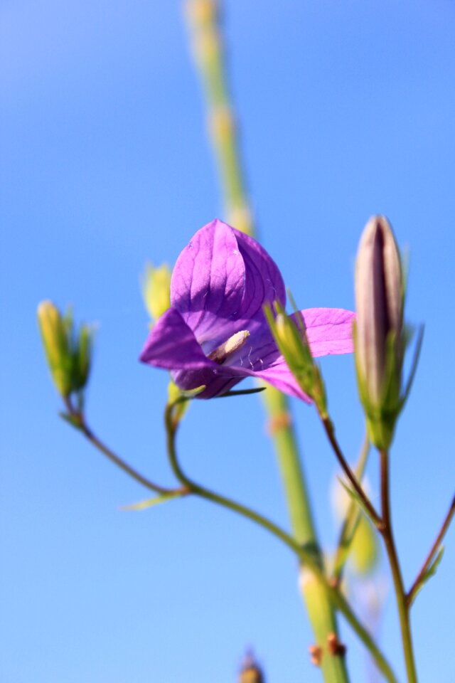 Flowers grandiflorus platycodon
