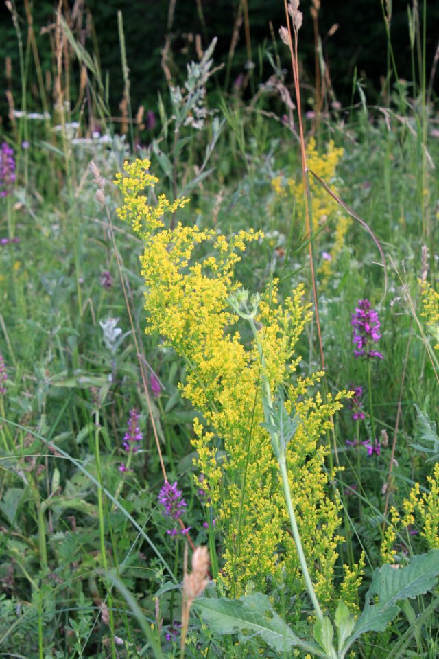 Herbal remedy rubiaceae