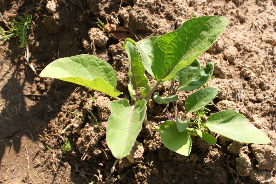 Eggplant garden green