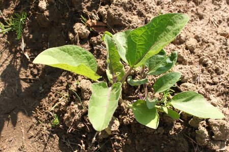 Eggplant garden green