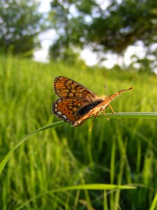 Fritillary pearl selene photo