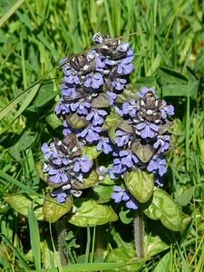 Lamiaceae blue bugle
