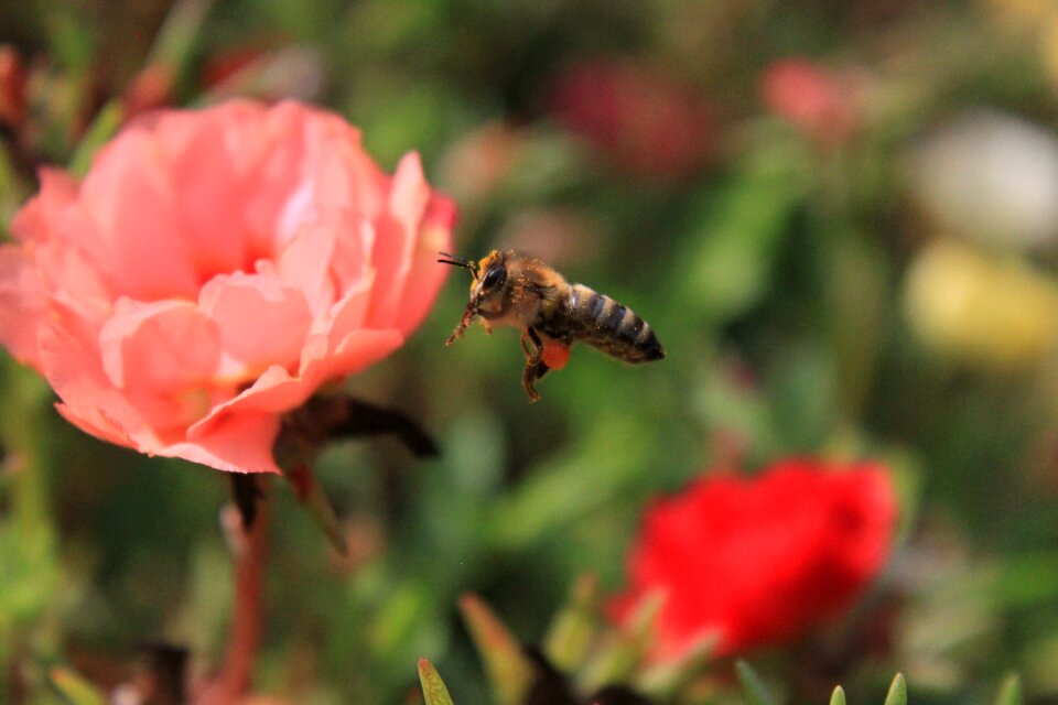 Honey insects summer